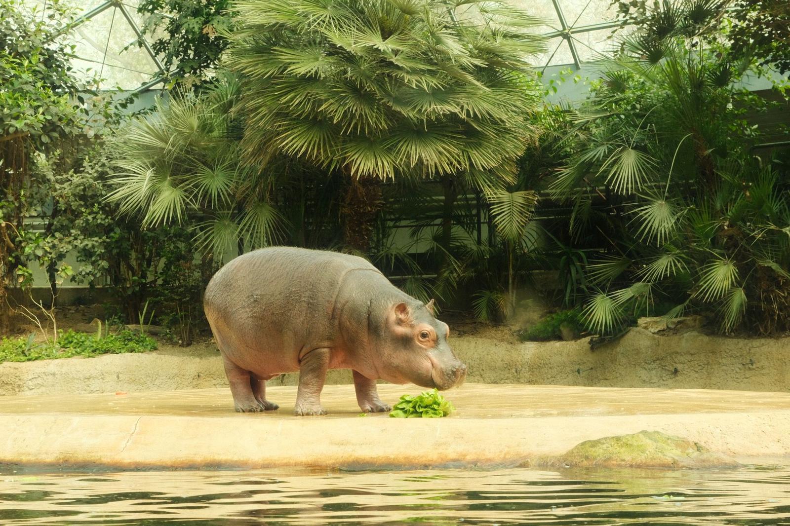 Berlin Zoo Houses Thousands of Species Since 1844 Founding
